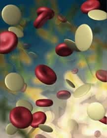 prp1